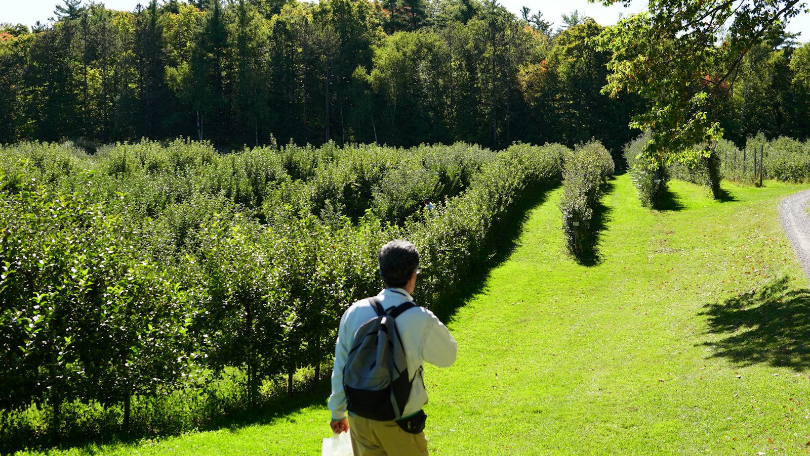 Agronomist walking an orchard