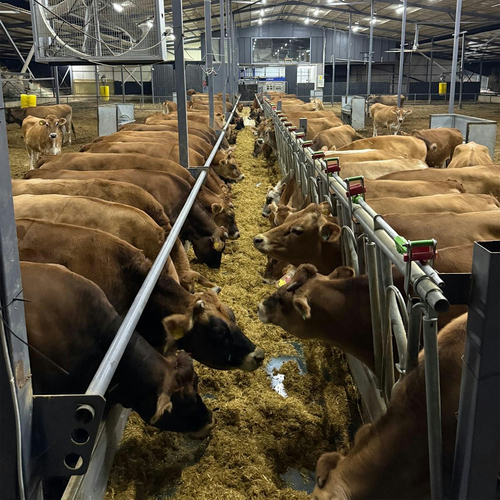 Cattle at a feed barrier