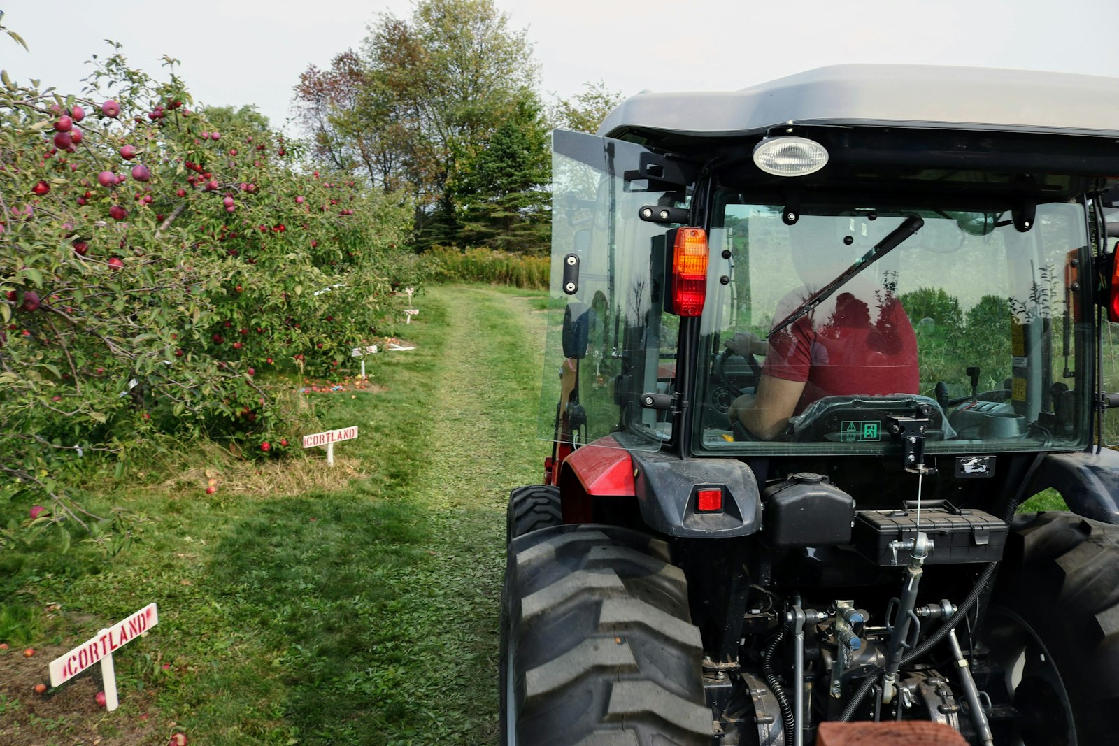 Tractor working an orchard row